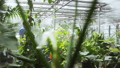 亞馬遜瘋了！7年砸250億，把熱帶雨林“搬進”辦公室